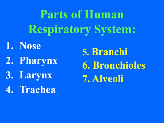 Parts of Human Respiratory System: Nose Pharynx Larynx Trachea 5. Branchi 6. Bronchioles 7. Alveoli