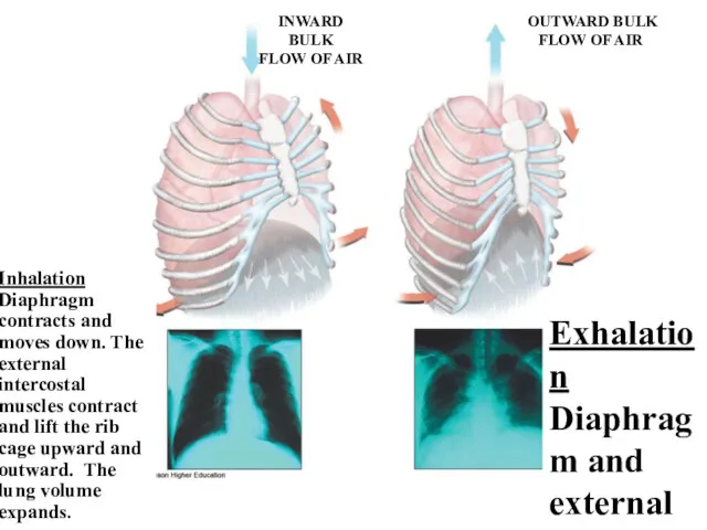 Fig. 11.7, p. 200 INWARD BULK FLOW OF AIR OUTWARD