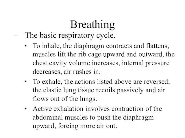 Breathing The basic respiratory cycle. To inhale, the diaphragm contracts