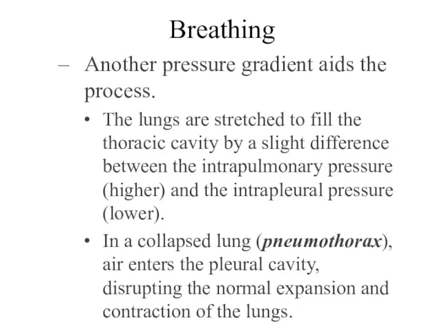 Breathing Another pressure gradient aids the process. The lungs are