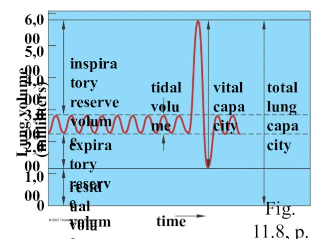 inspiratory reserve volume expiratory reserve volume tidal volume vital capacity