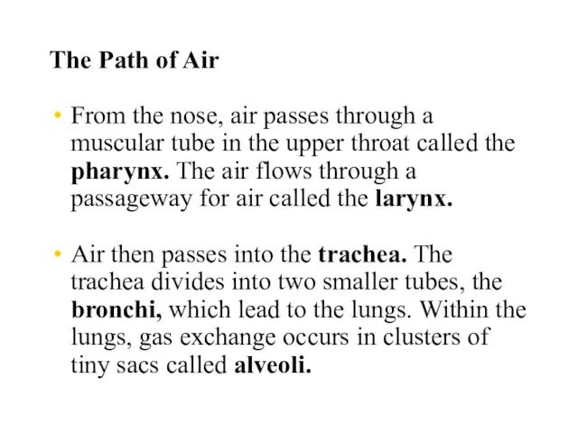 The Path of Air From the nose, air passes through