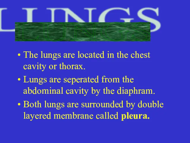 The lungs are located in the chest cavity or thorax.