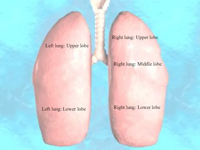 Left lung: Upper lobe Left lung: Lower lobe Right lung: