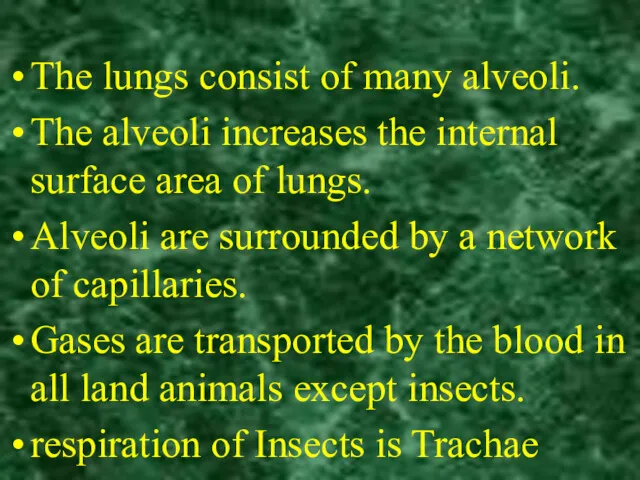 The lungs consist of many alveoli. The alveoli increases the