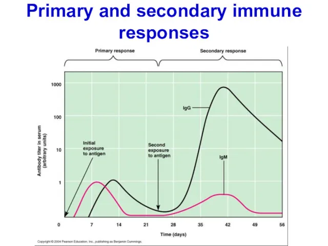 Primary and secondary immune responses