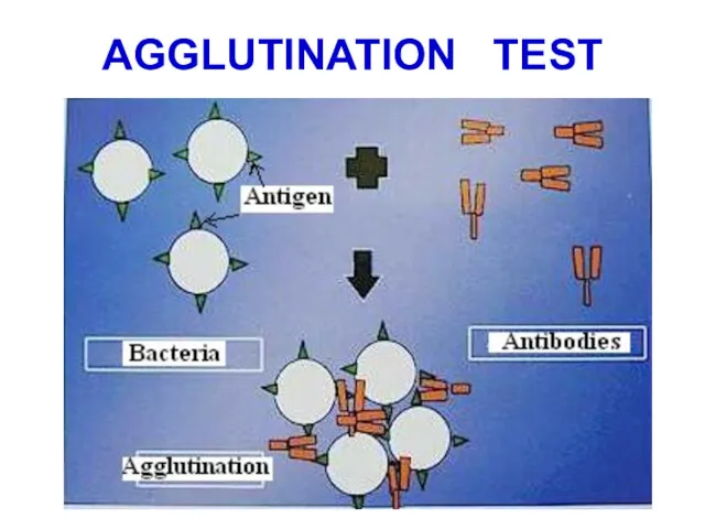 AGGLUTINATION TEST