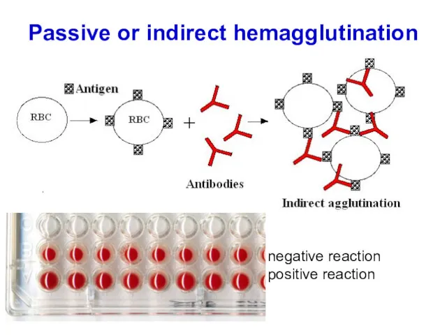 Passive or indirect hemagglutination negative reaction positive reaction