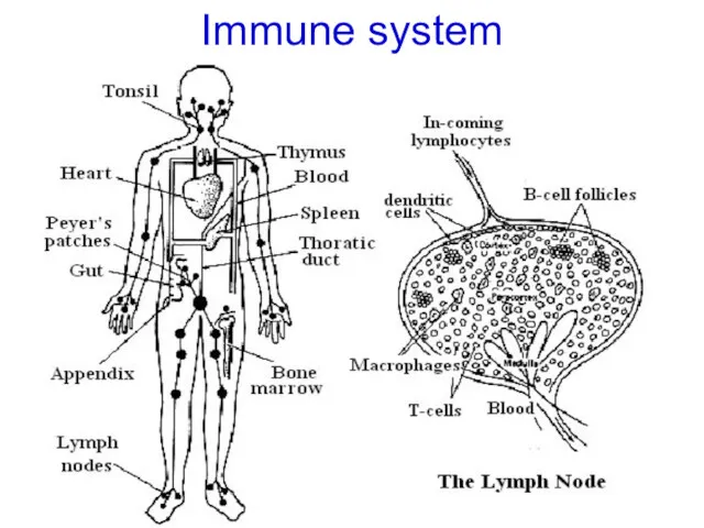 Immune system