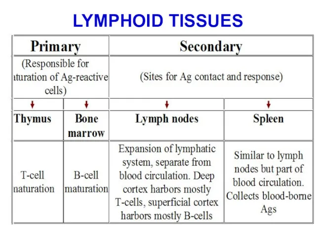 LYMPHOID TISSUES