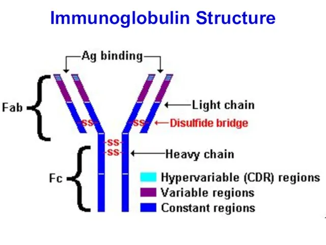 Immunoglobulin Structure