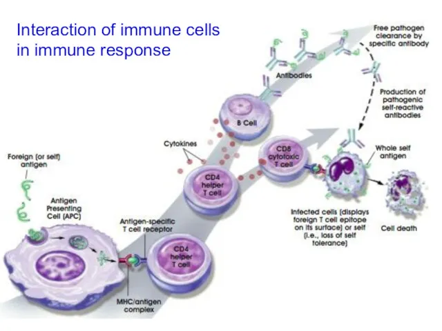 Interaction of immune cells in immune response Interaction of immune cells in immune response