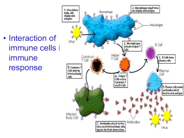 Interaction of immune cells in immune response