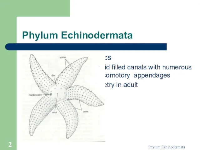 Phylum Echinodermata Phylum Echinodermata Defining Characteristics A complex series of