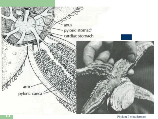 Phylum Echinodermata Sea Star Feeding Feed mainly on slow moving,