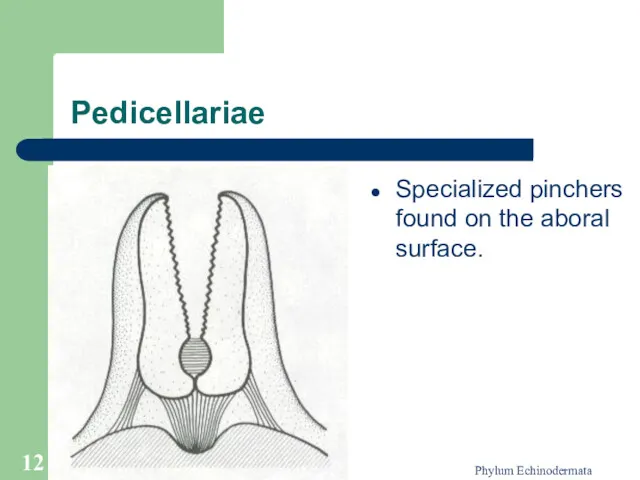 Phylum Echinodermata Pedicellariae Specialized pinchers found on the aboral surface.
