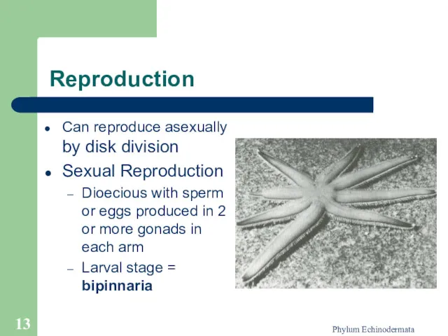 Phylum Echinodermata Reproduction Can reproduce asexually by disk division Sexual