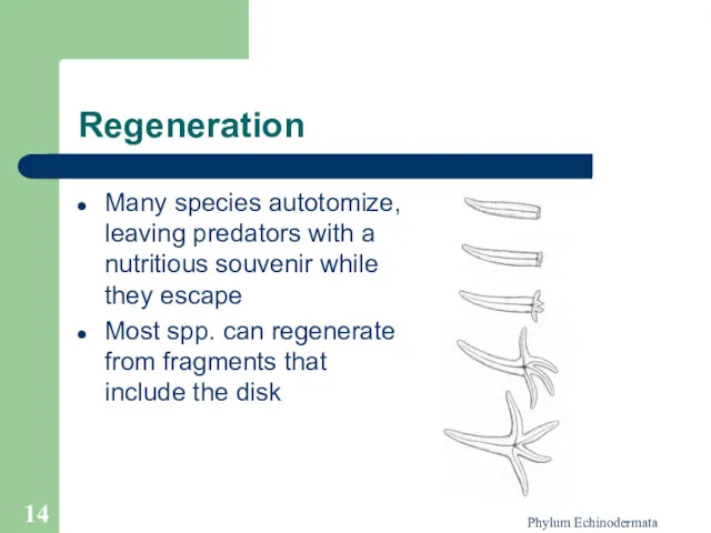 Phylum Echinodermata Regeneration Many species autotomize, leaving predators with a