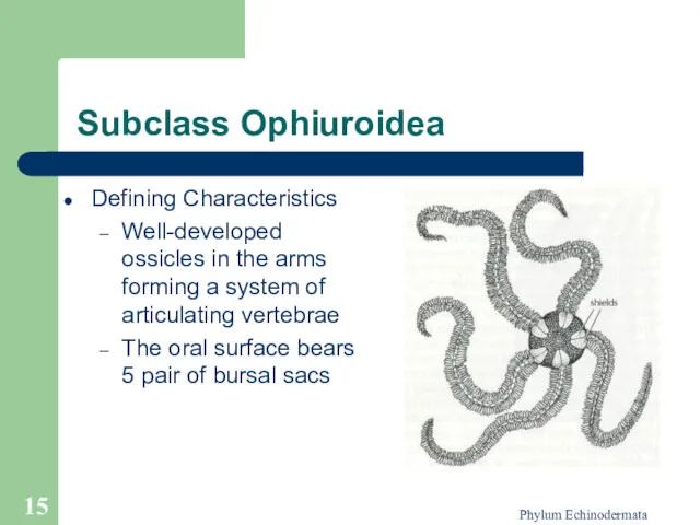 Phylum Echinodermata Subclass Ophiuroidea Defining Characteristics Well-developed ossicles in the