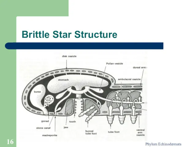 Phylum Echinodermata Brittle Star Structure