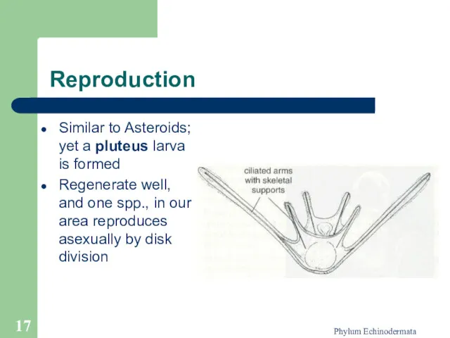 Phylum Echinodermata Reproduction Similar to Asteroids; yet a pluteus larva