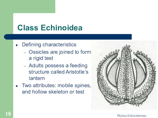 Phylum Echinodermata Class Echinoidea Defining characteristics Ossicles are joined to