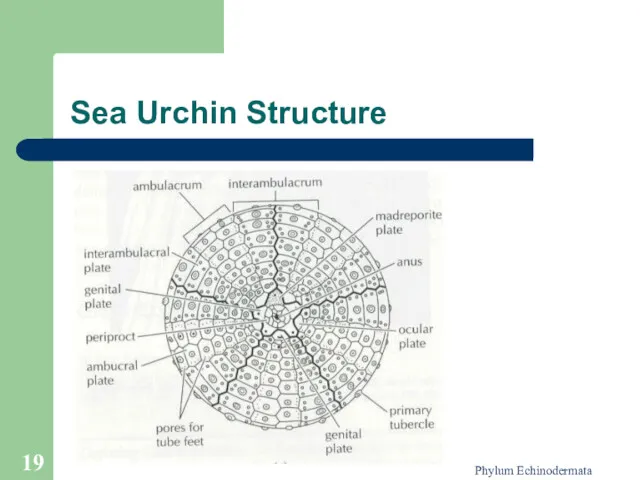 Phylum Echinodermata Sea Urchin Structure