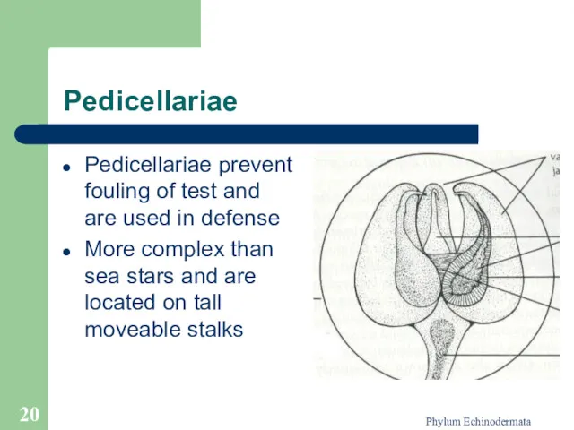 Phylum Echinodermata Pedicellariae Pedicellariae prevent fouling of test and are