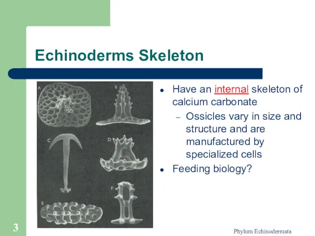 Phylum Echinodermata Echinoderms Skeleton Have an internal skeleton of calcium