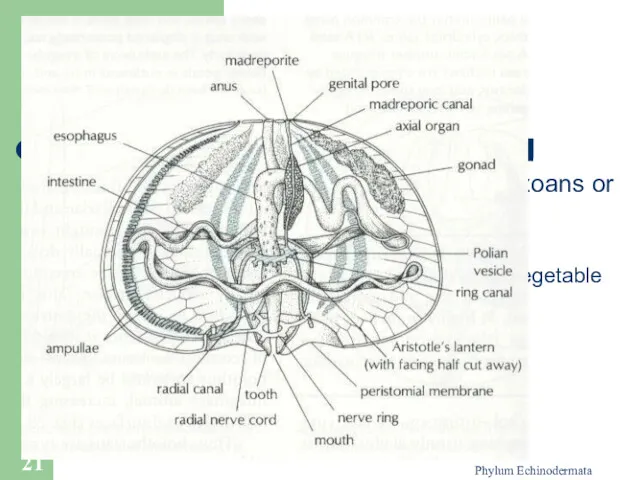 Phylum Echinodermata Ingestion and Digestion Feed on alga material, encrusting