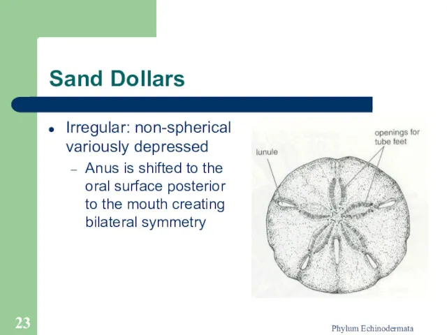 Phylum Echinodermata Sand Dollars Irregular: non-spherical variously depressed Anus is