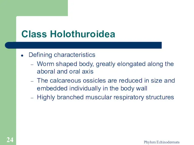 Phylum Echinodermata Class Holothuroidea Defining characteristics Worm shaped body, greatly