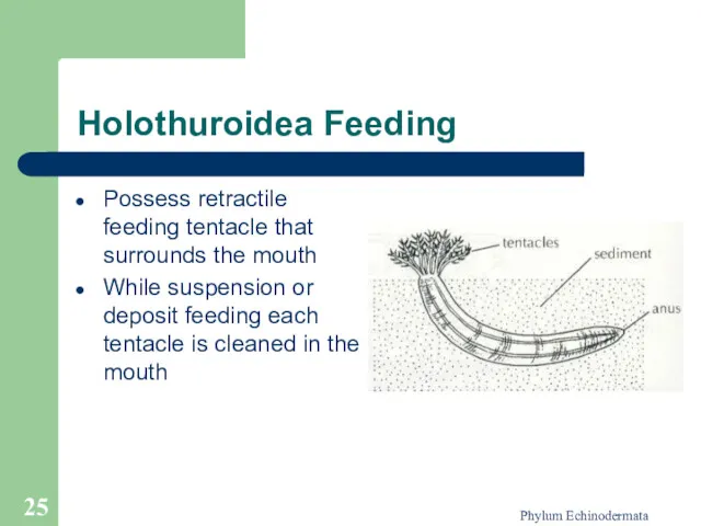 Phylum Echinodermata Holothuroidea Feeding Possess retractile feeding tentacle that surrounds