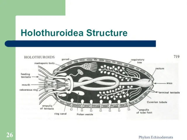 Phylum Echinodermata Holothuroidea Structure