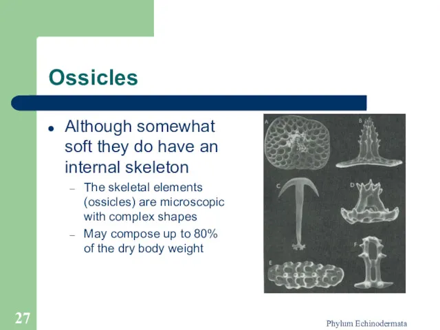 Phylum Echinodermata Ossicles Although somewhat soft they do have an