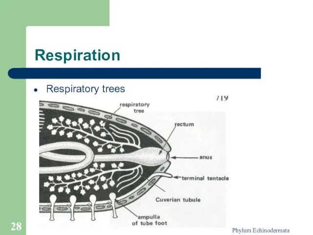 Phylum Echinodermata Respiration Respiratory trees