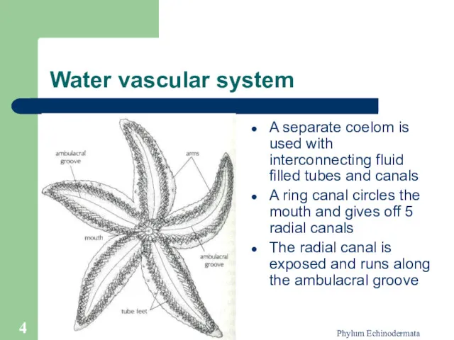 Phylum Echinodermata Water vascular system A separate coelom is used