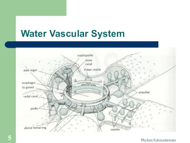 Phylum Echinodermata Water Vascular System