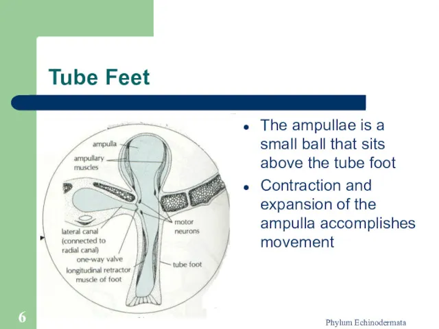 Phylum Echinodermata Tube Feet The ampullae is a small ball