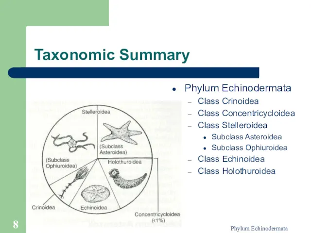 Phylum Echinodermata Taxonomic Summary Phylum Echinodermata Class Crinoidea Class Concentricycloidea