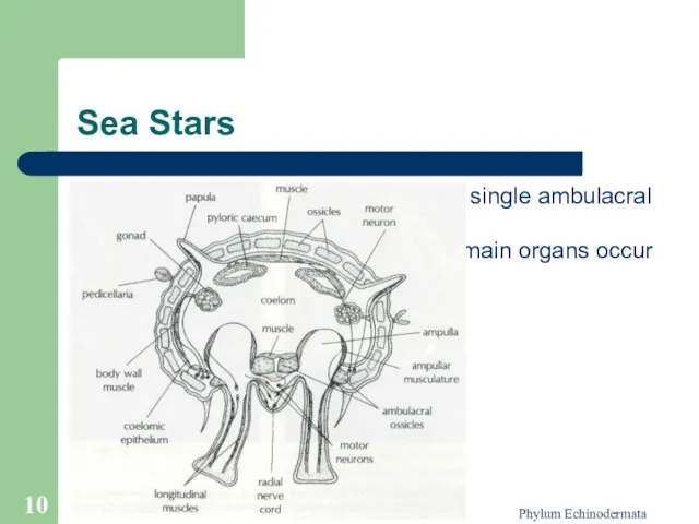 Phylum Echinodermata Sea Stars The oral surface of each arm