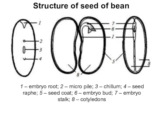 Structure of seed of bean 1 – embryo root; 2