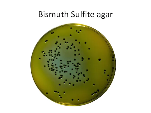 Bismuth Sulfite agar