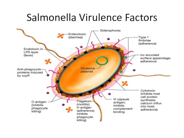 Salmonella Virulence Factors