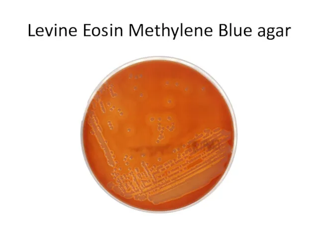 Levine Eosin Methylene Blue agar
