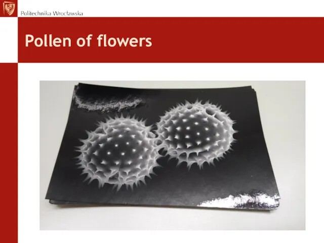 Pollen of flowers