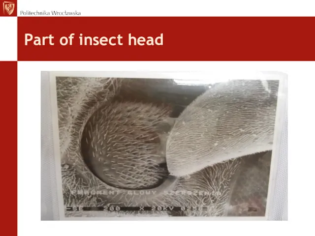 Part of insect head