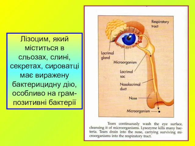 Лізоцим, який міститься в сльозах, слині, секретах, сироватці має виражену