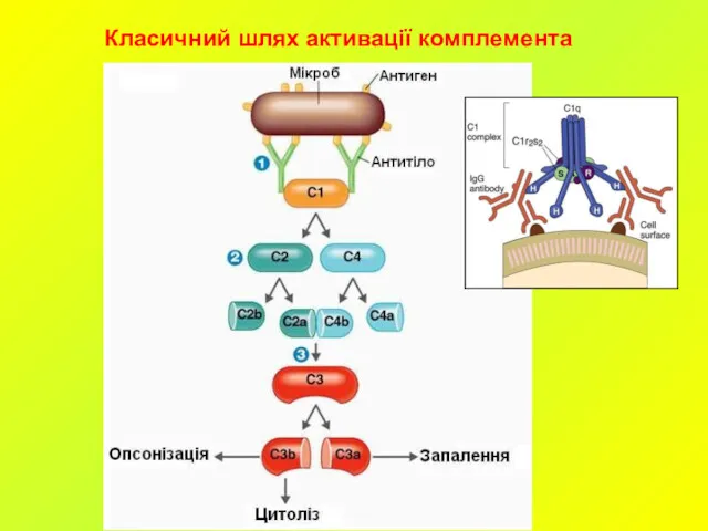 Класичний шлях активації комплемента