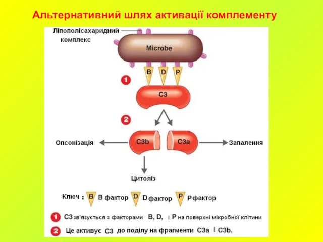 Aльтернативний шлях активації комплементу